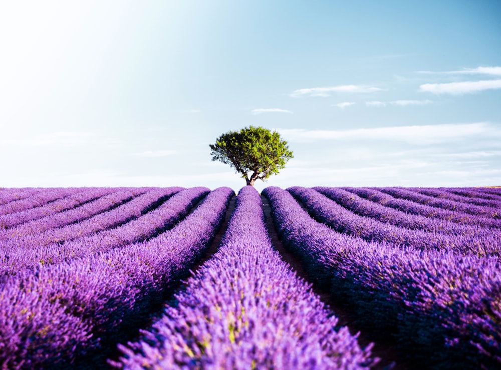 a lone tree in the middle of a lavender field