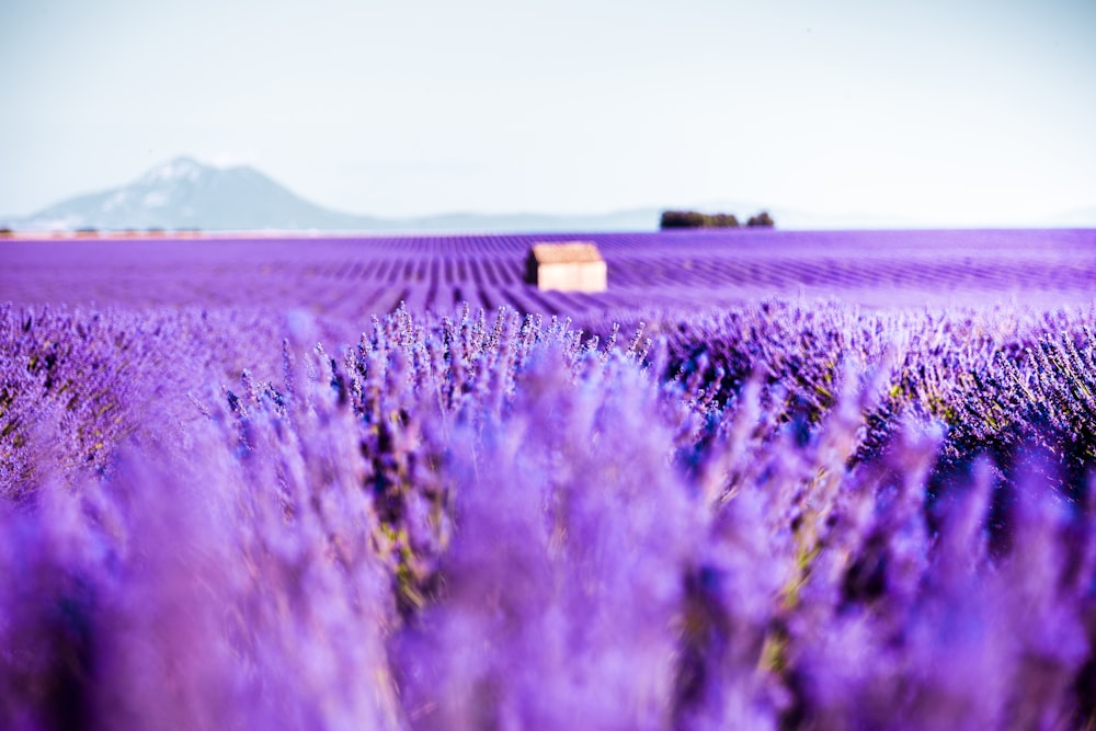 a field of lavender flowers with a house in the distance
