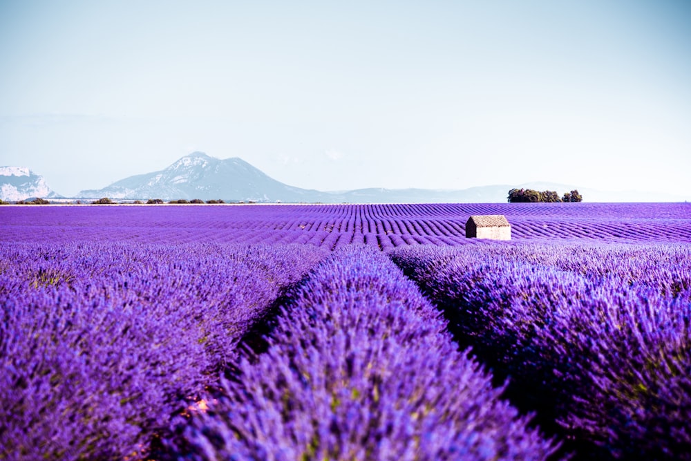 a field of lavender flowers with a house in the distance