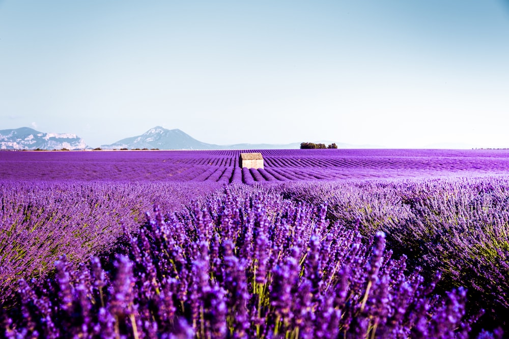 a field of lavender flowers with mountains in the background