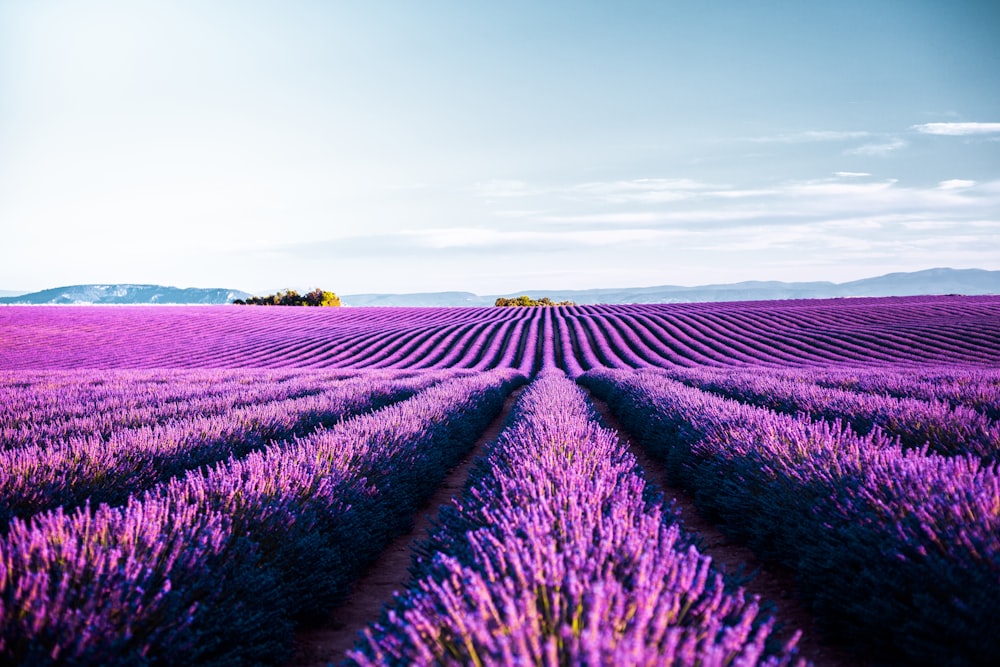 Ein Feld von Lavendelblüten mit einem blauen Himmel im Hintergrund