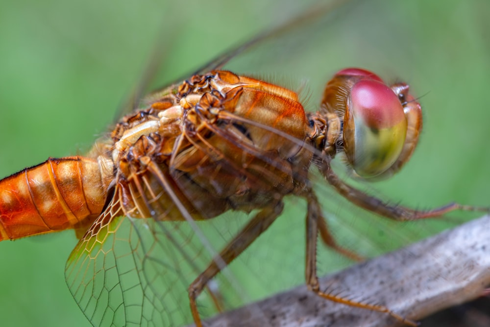 a close up of a fly on a branch