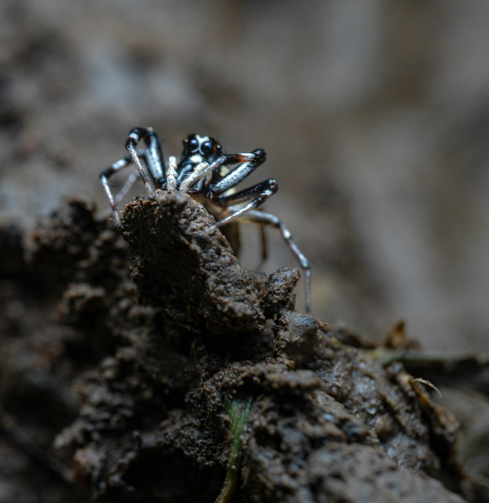 a close up of a spider on a rock