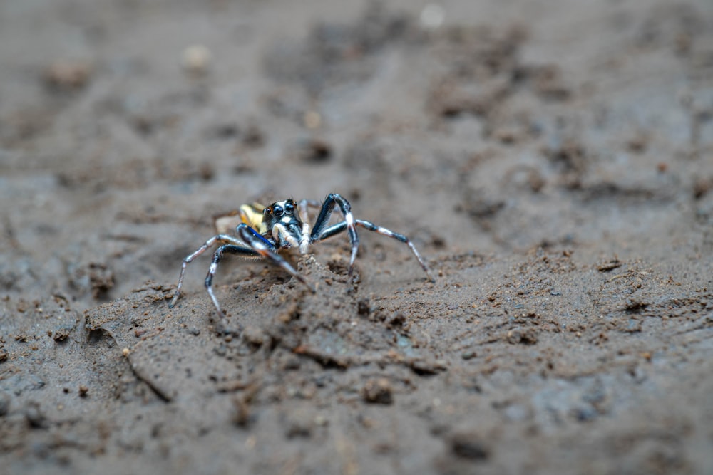 a close up of a spider on the ground