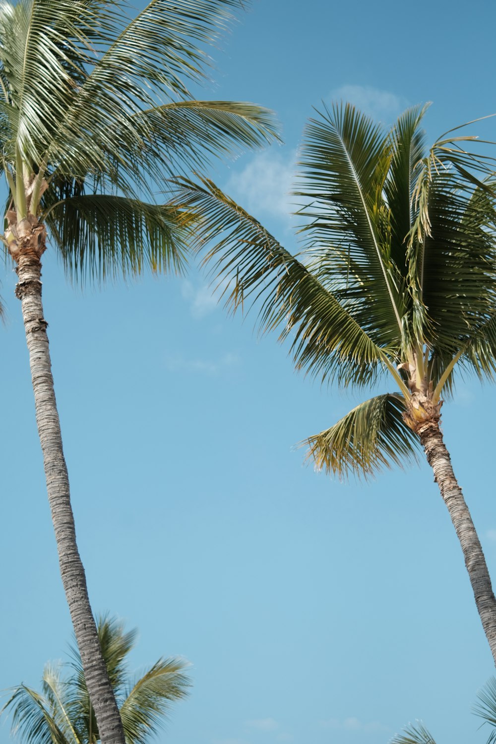 a couple of palm trees that are next to each other