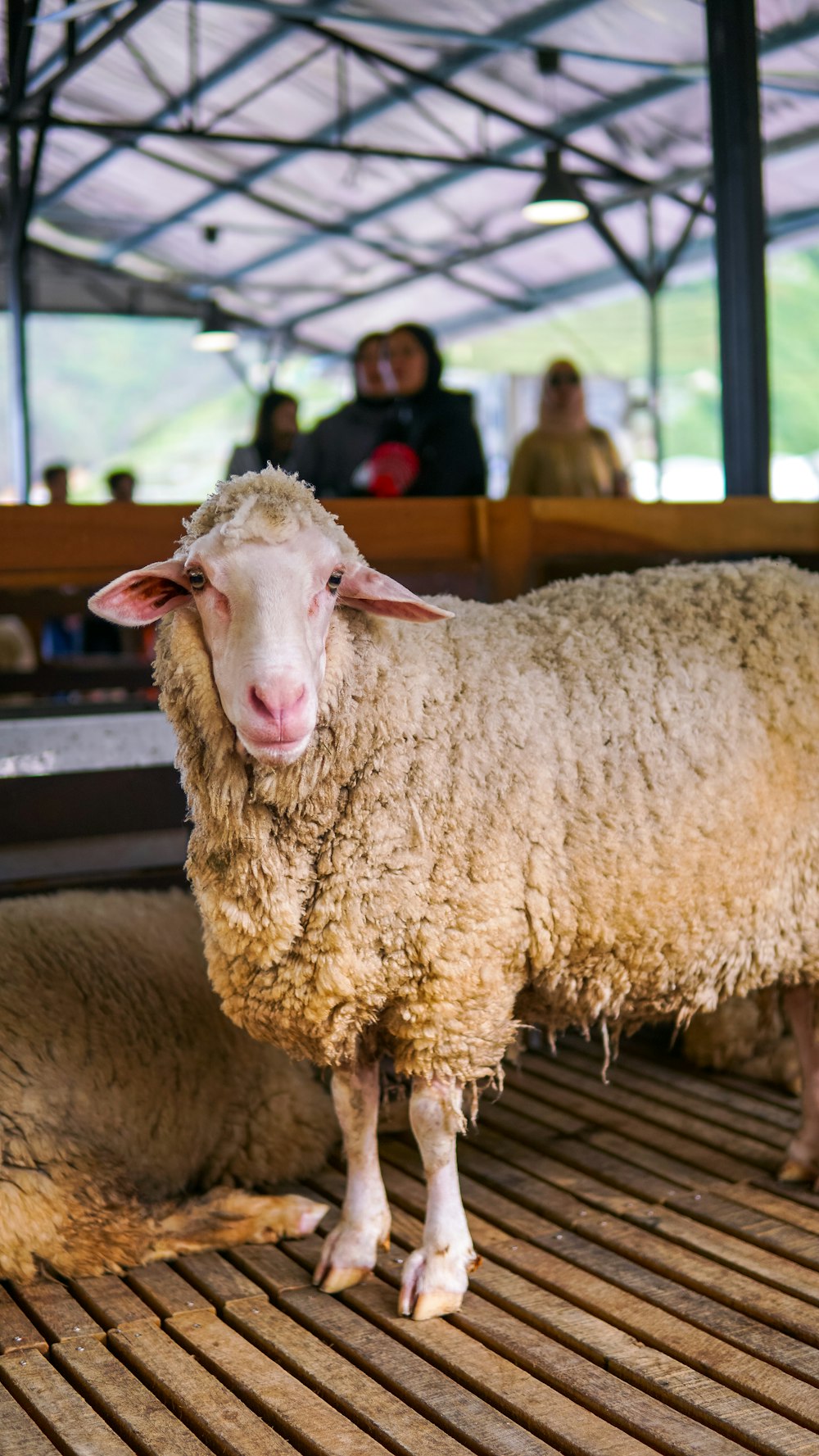 a sheep standing on a wooden floor in a building