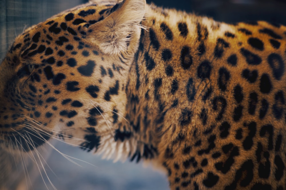 a close up of a leopard's face with a blurry background