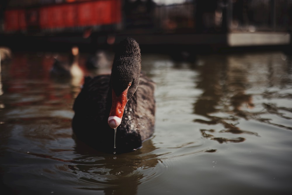 a black swan floating on top of a body of water