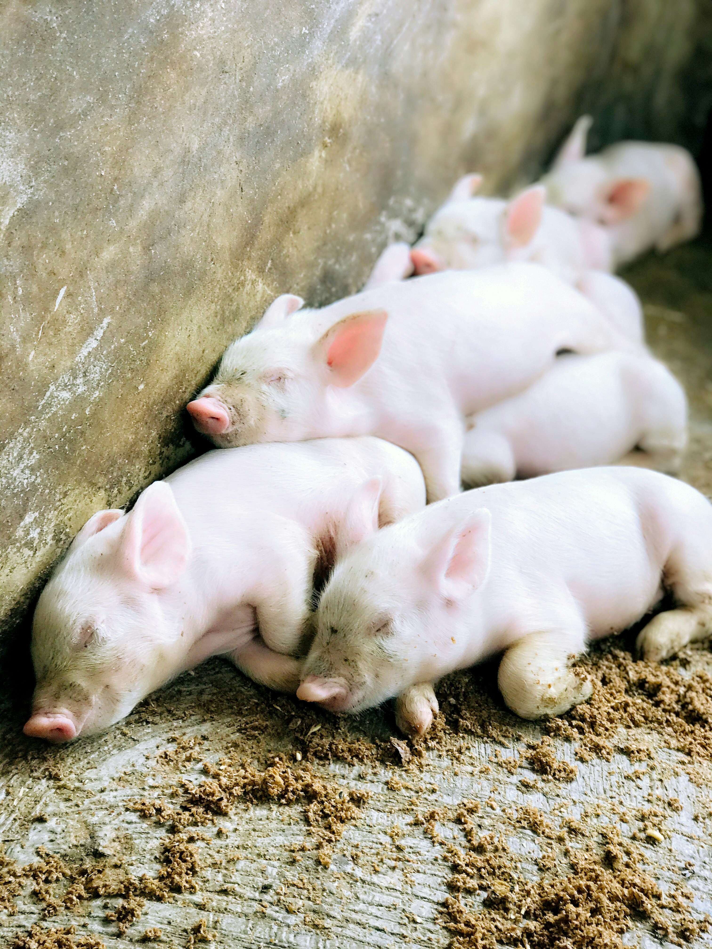 Ilustración De Imágenes Prediseñadas De Cerdo De Dibujos Animados Lindo  Imágenes Prediseñadas De Animales De Granja, image size:3000x4000