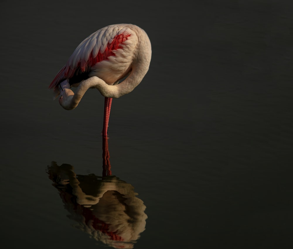 a white bird with a red beak standing in water