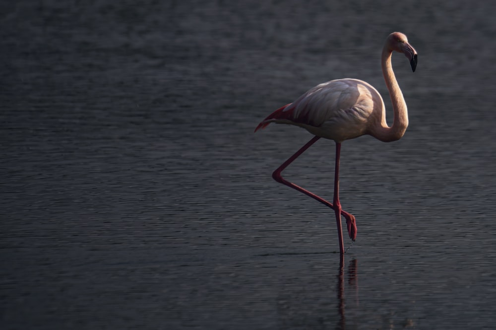 a pink flamingo standing in the water