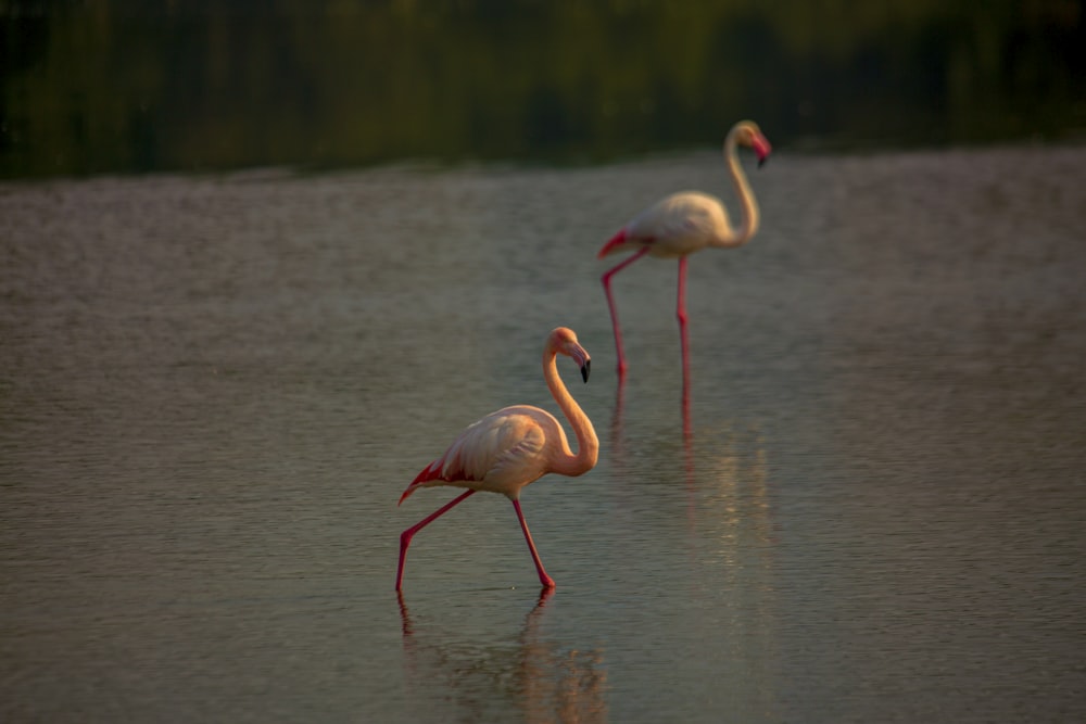 two flamingos standing in the water near each other