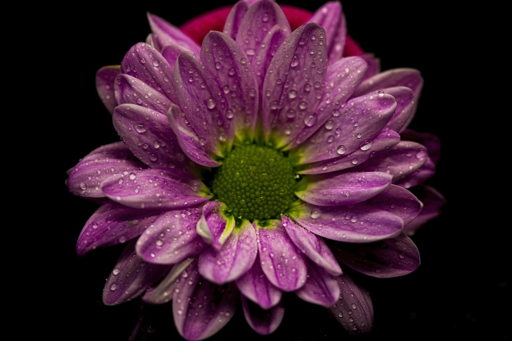 a purple flower with water droplets on it