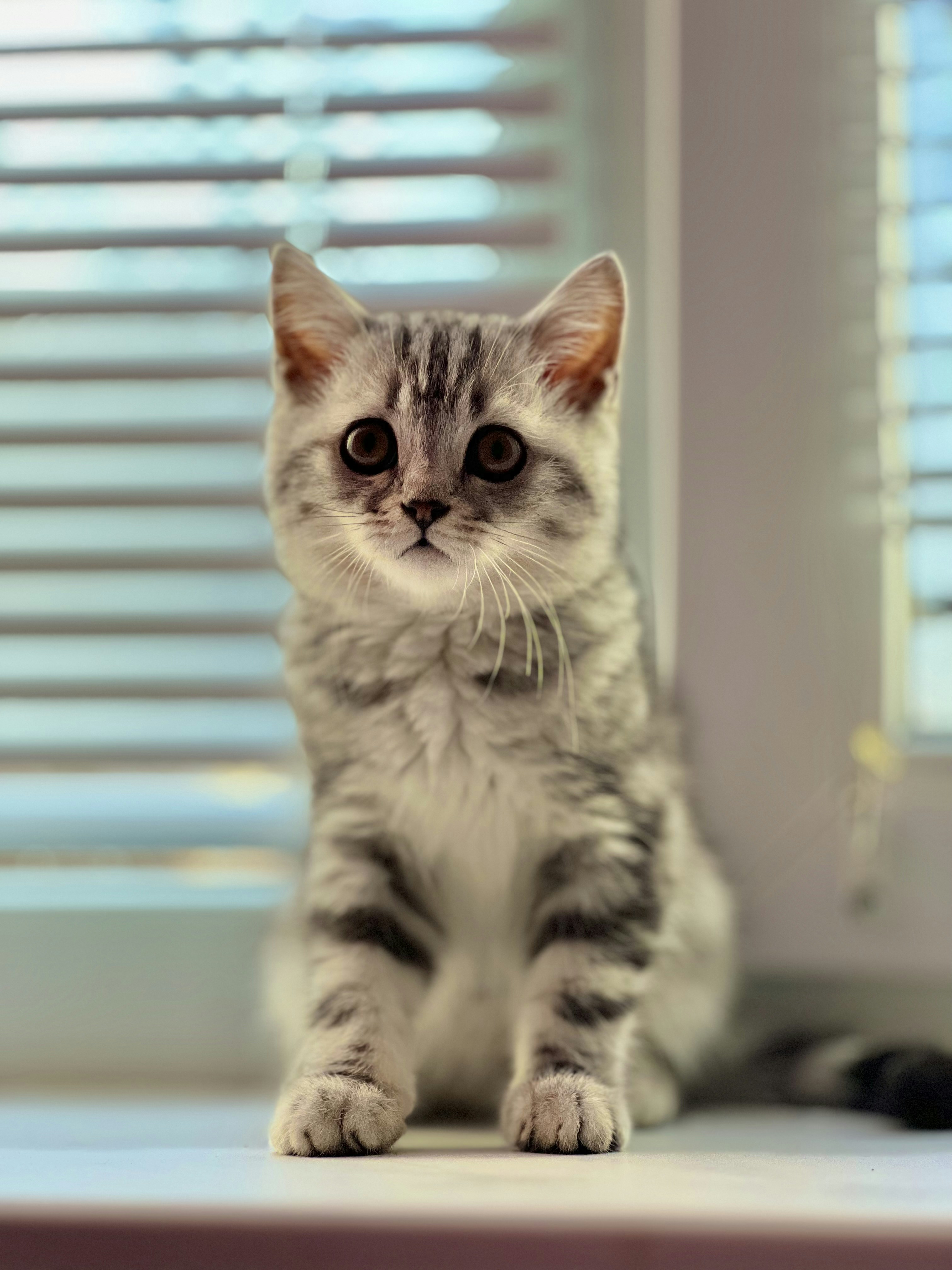 Maine Coon Kitten