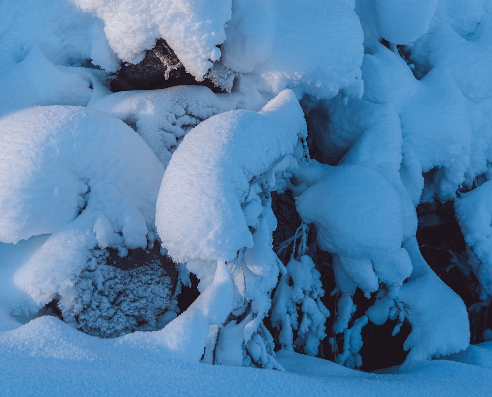 a snow covered tree branch with lots of snow on it