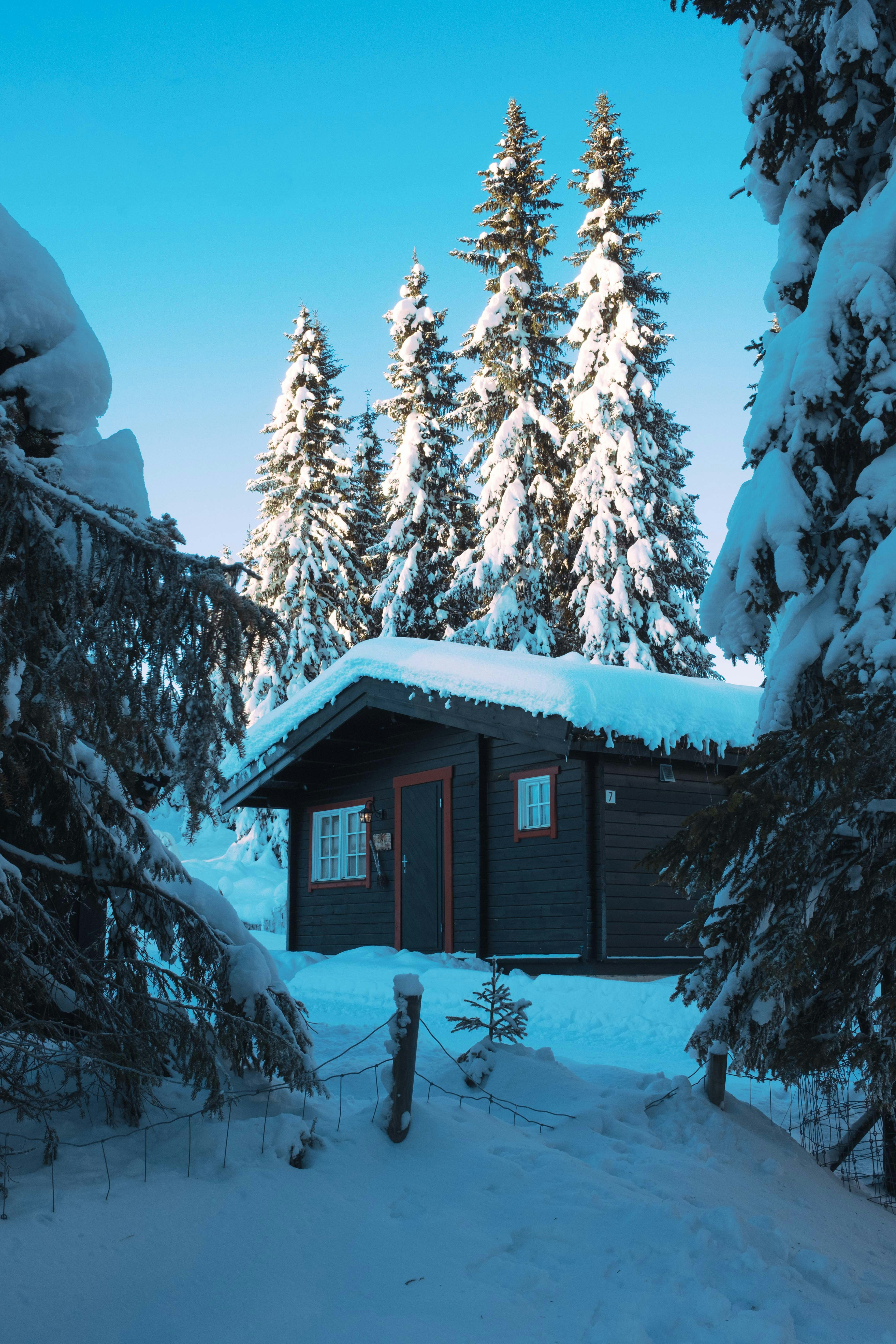 Uma cabana na floresta coberta de neve foto – Imagem grátis sobre Papel de  parede na Unsplash, image size:3000x4500