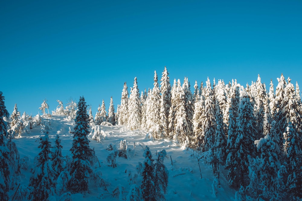 a view of a snowy mountain with trees in the foreground