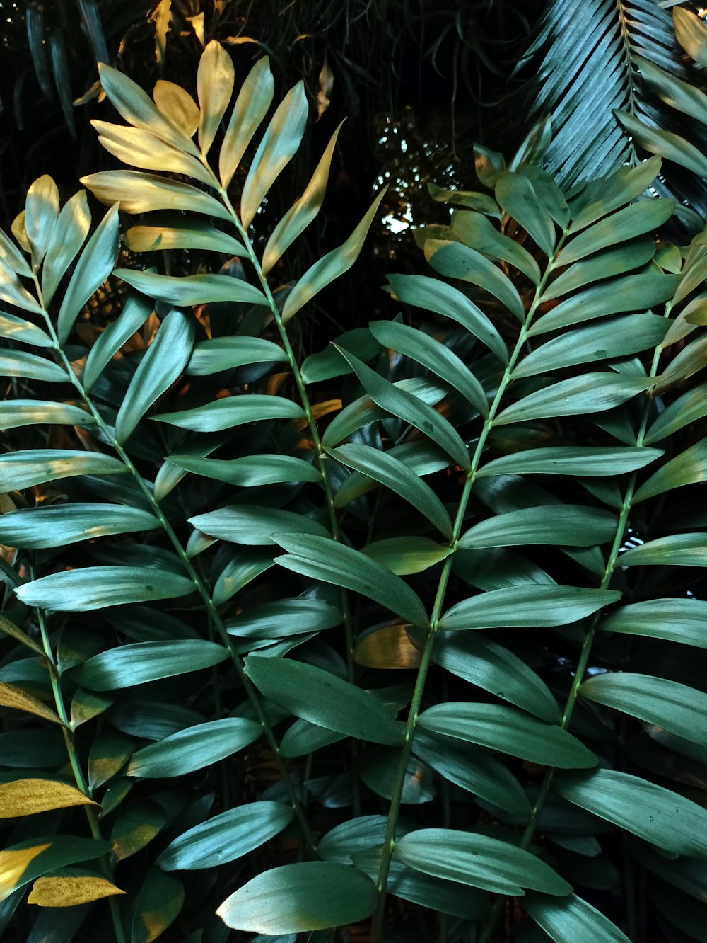 a close up of a plant with green leaves