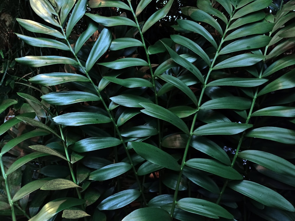 a close up of a plant with green leaves