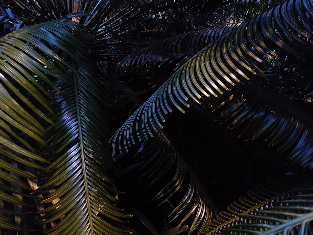 a close up of a bunch of palm leaves