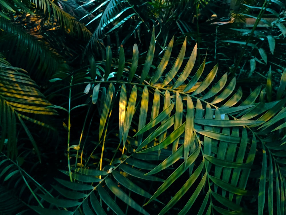 a close up of a bunch of green leaves