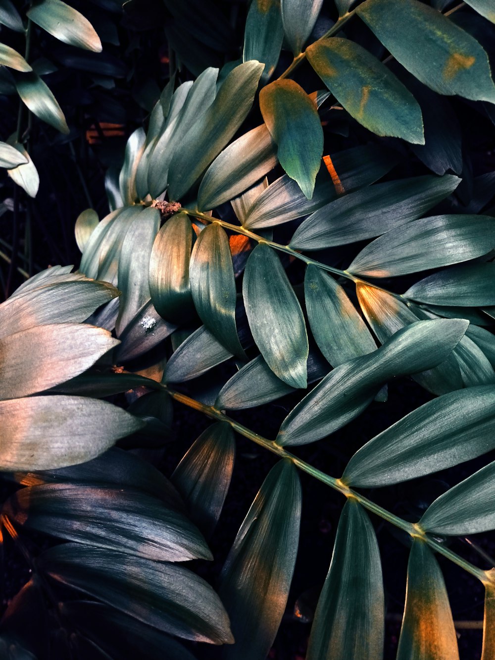 a close up of a green leafy plant