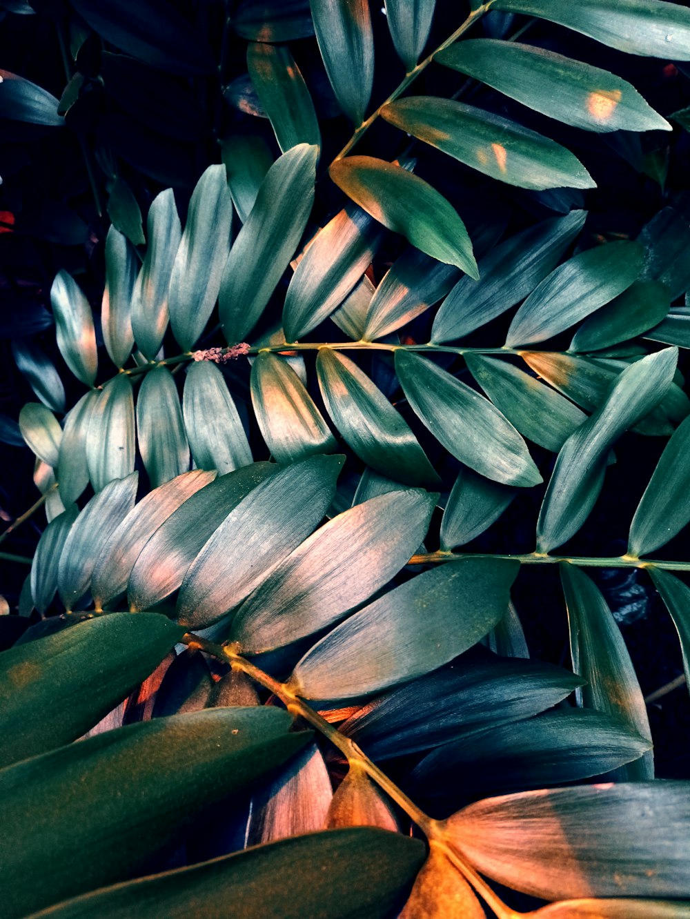 a close up of a plant with green leaves