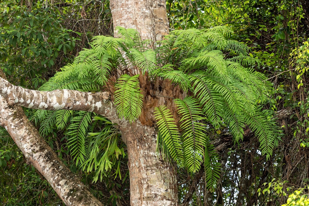 a tree that has a bunch of leaves on it