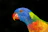Close-up of a happy breeder holding a colorful parrot against a dark charcoal background.