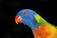 Close-up of a happy breeder holding a colorful parrot against a dark charcoal background.