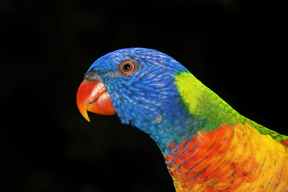 Un uccello colorato con uno sfondo nero