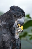 A black parrot is perched with a piece of yellow food held in its claw. The bird's textured feathers and distinctive beak are clearly visible. A soft-focus green background suggests a natural setting.