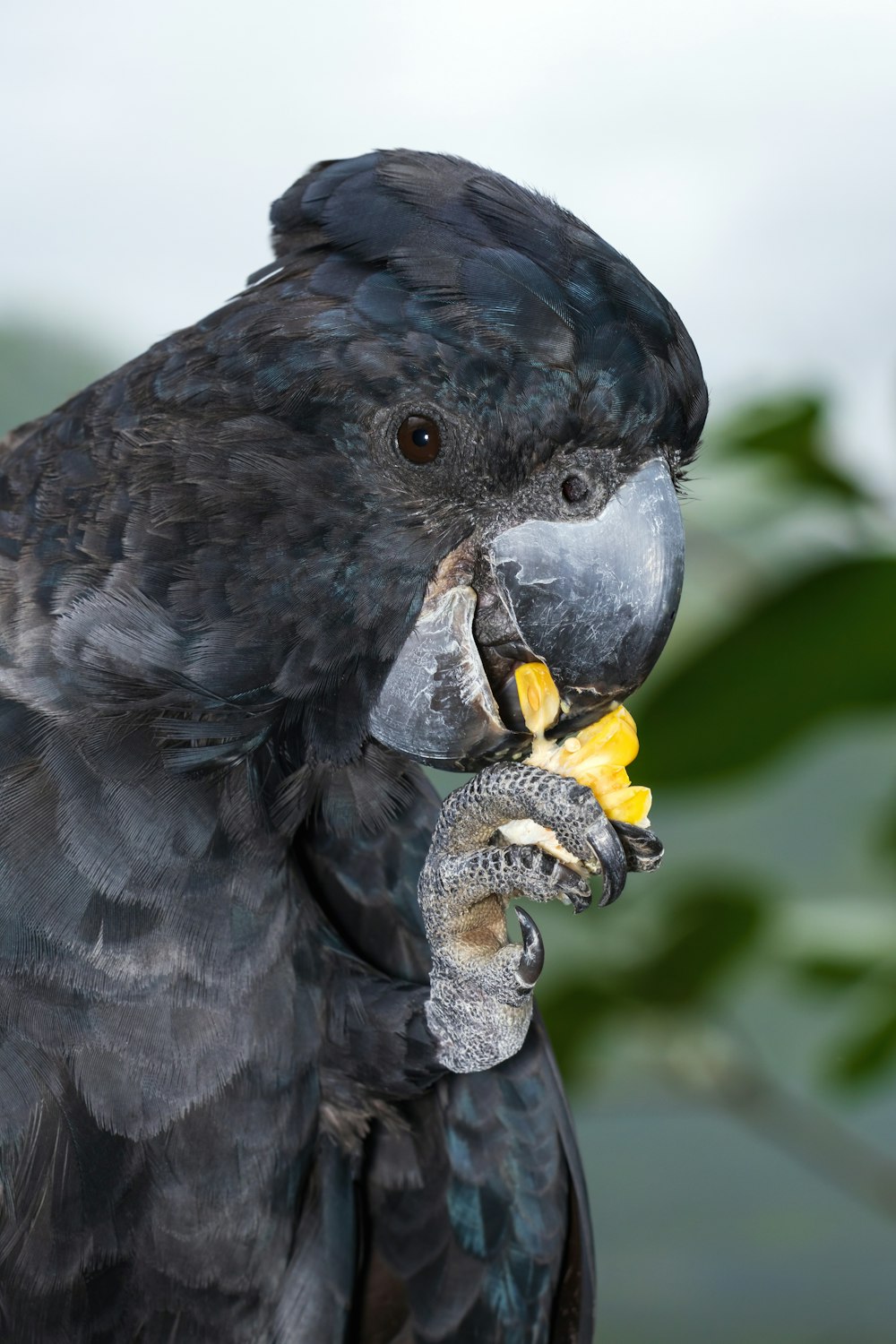 a close up of a parrot eating a banana