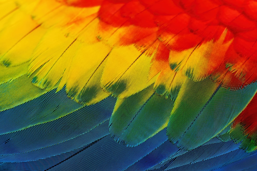 um close up das penas de um pássaro colorido