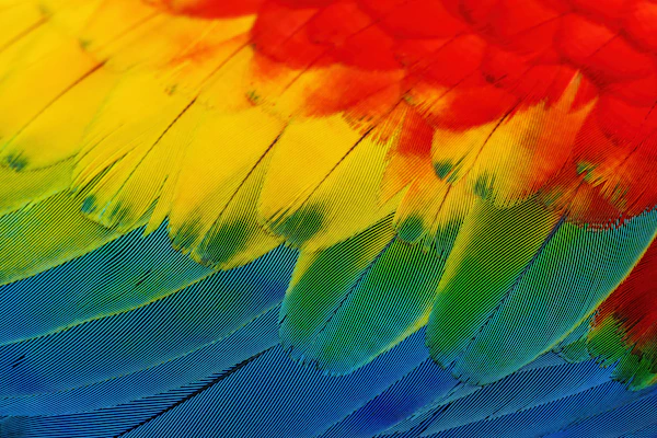 Close view of bird feathers