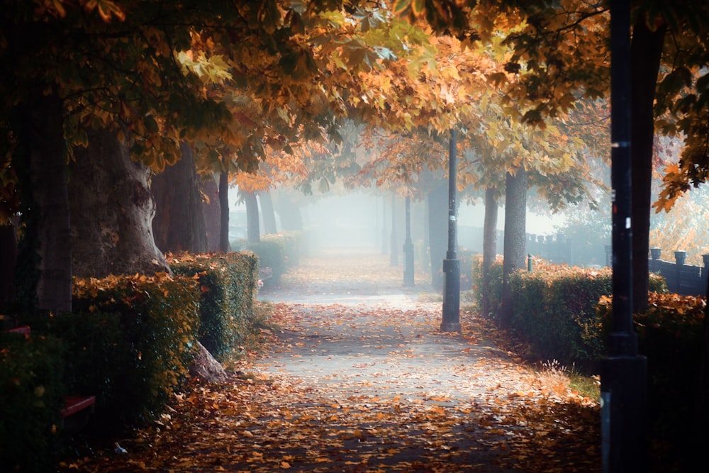 Un sentiero in un parco con alberi e foglie a terra