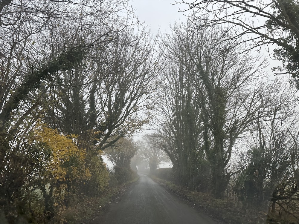 a road that has some trees on both sides of it