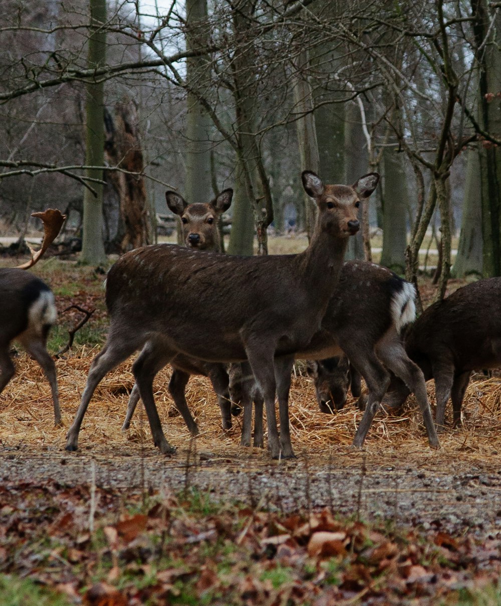a herd of deer walking through a forest