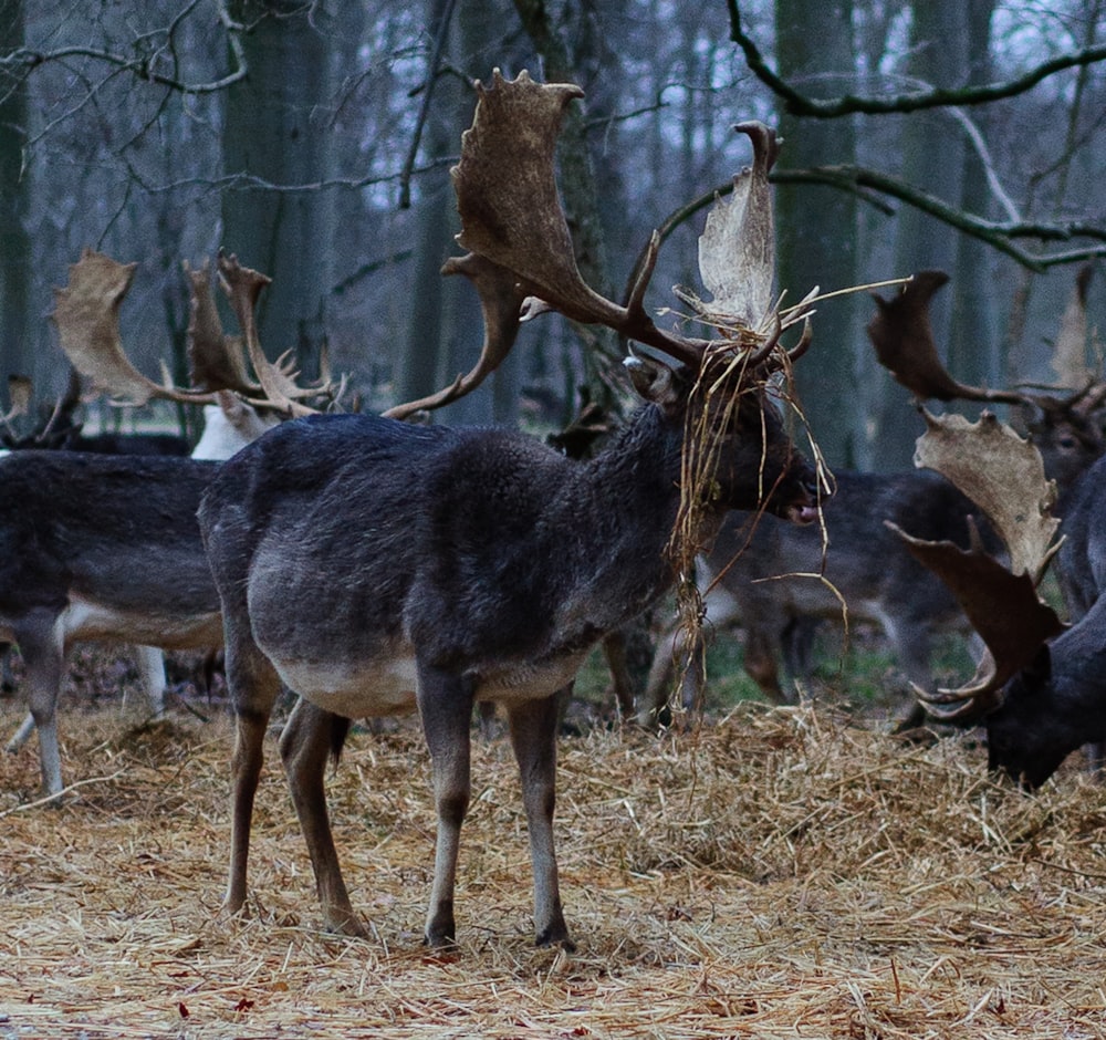 a herd of deer standing on top of a dry grass field