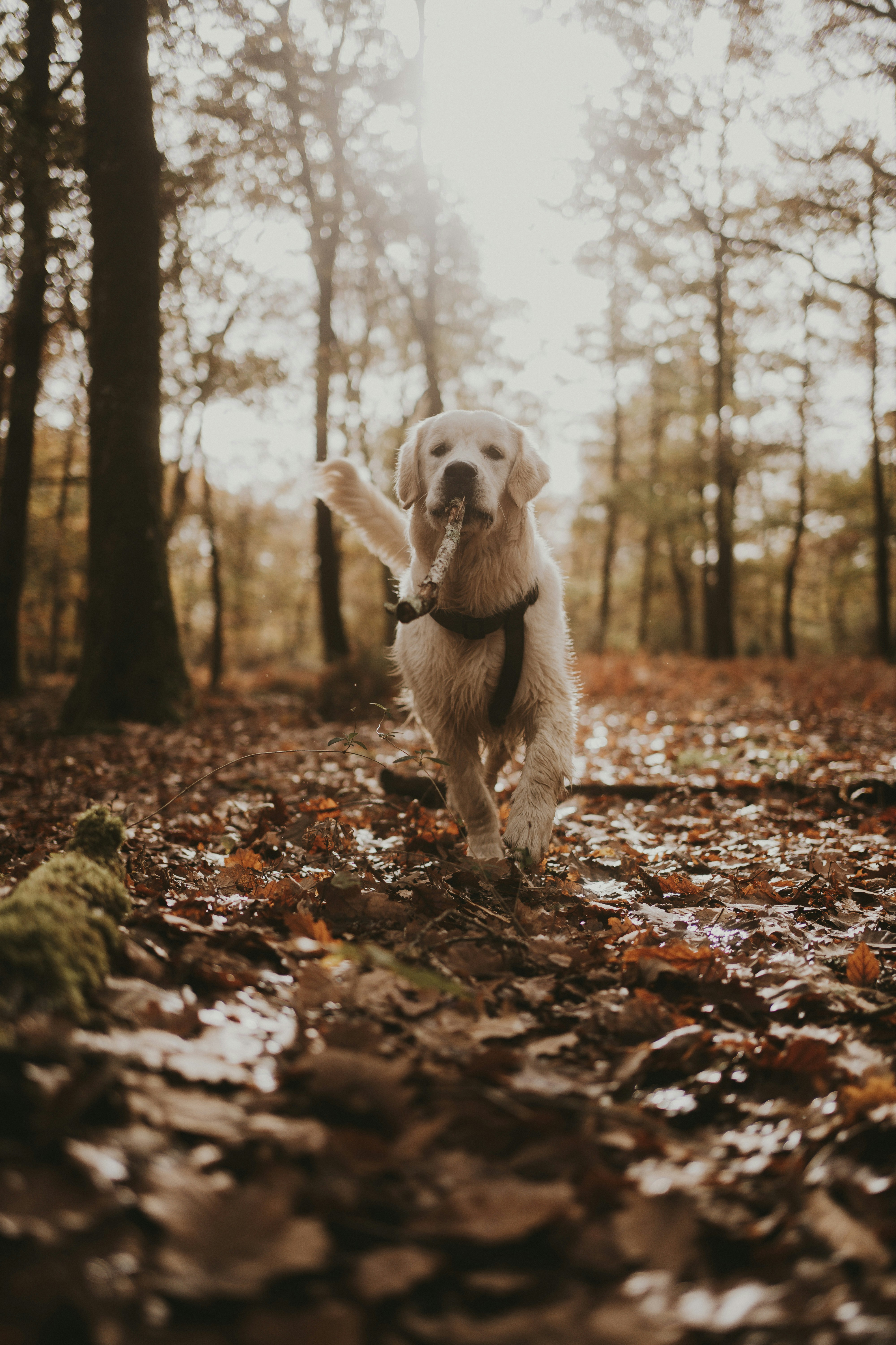 Dog Walking Outfits: Stylish & Practical Ideas