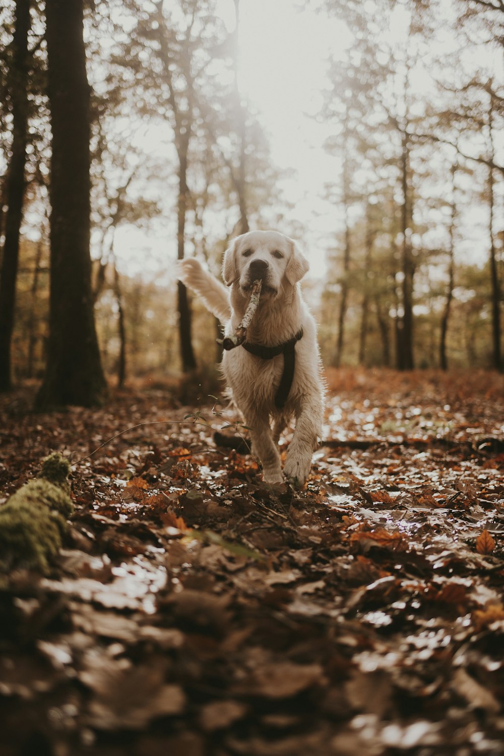 a dog running through a leaf covered forest