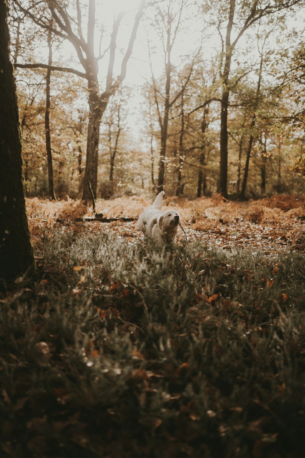 a dog running through the woods in the fall