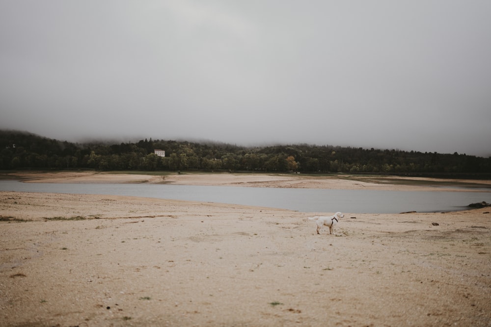 um cão branco em pé no topo de uma praia de areia