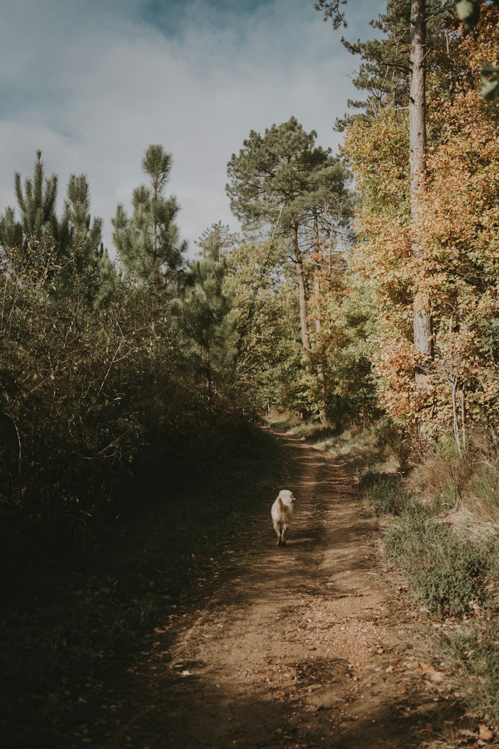 a sheep walking down a dirt road in the woods