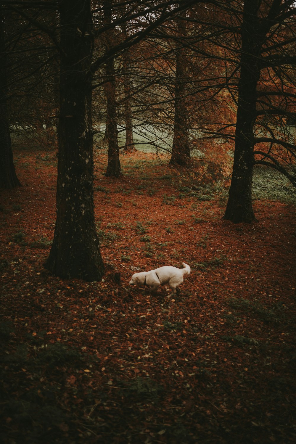 a white dog laying in the middle of a forest
