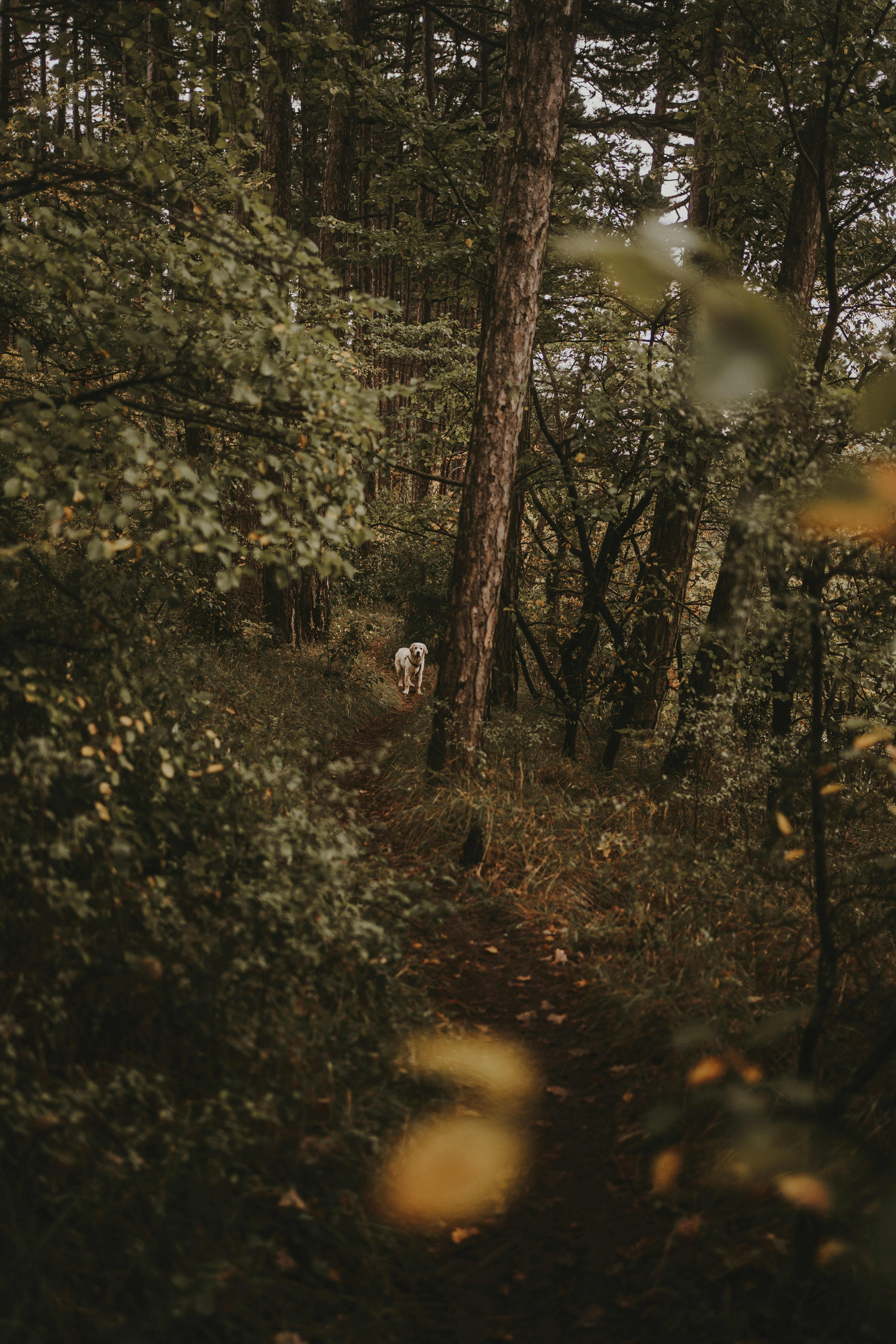 autumn dog walk wallpaper, wallpaper, Dog Walking Outfits: Stylish & Practical Ideas 5