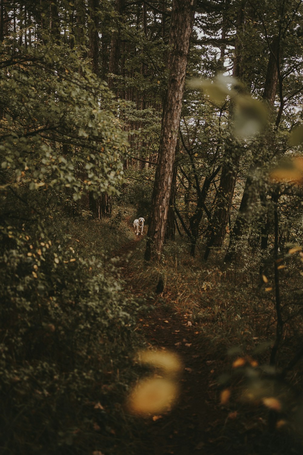 a dog walking through a forest filled with lots of trees