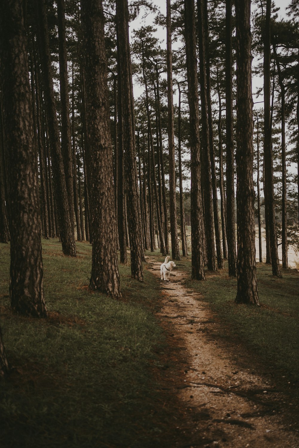 a dog walking down a path in the woods