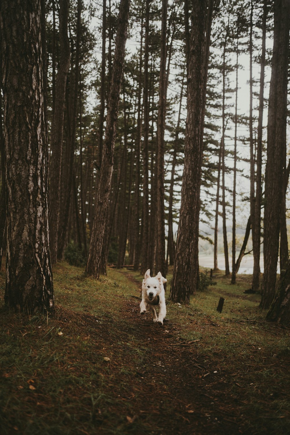 a white dog walking through a forest filled with trees