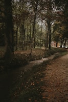 Friendly animal characters playing near a blue shaded stream nestled in green nature.